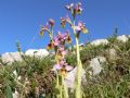 Ophrys tenthredinifera
